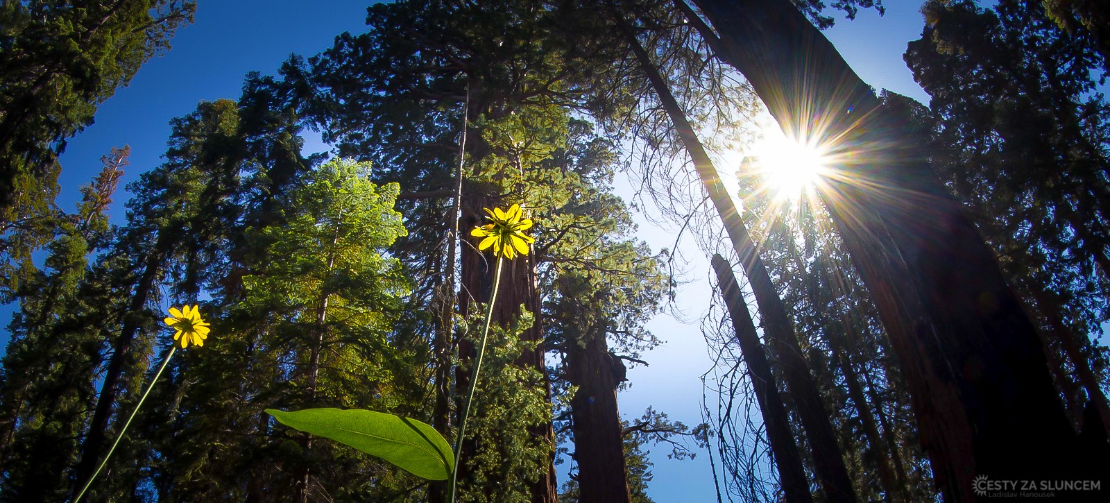 Základním vjemem, který si vybavíme při vzpomínce na NP Sequoia, je teplo a vůně vonných silic a pryskyřice. - Ladislav Hanousek, Sequoia and Kings Canyon NP