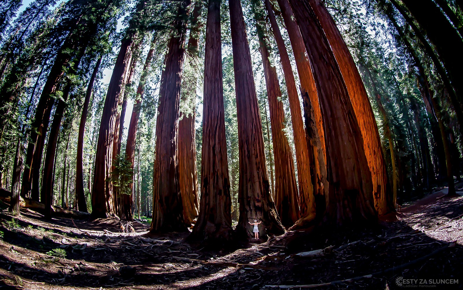 Sequoia NP - - Ladislav Hanousek, Sequoia and Kings Canyon NP