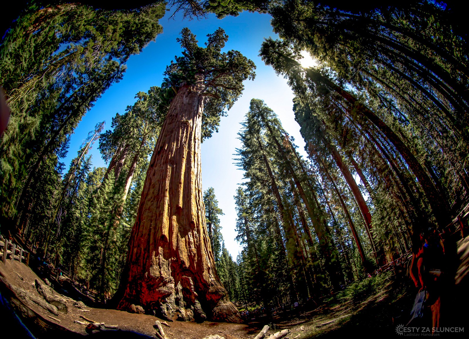 Sequoia - Kings Canyon NP - nejvyšší sekvoje mají názvy po generálech z Občanské války, Toto je General Grant Tree. - Ladislav Hanousek, Sequoia and Kings Canyon NP