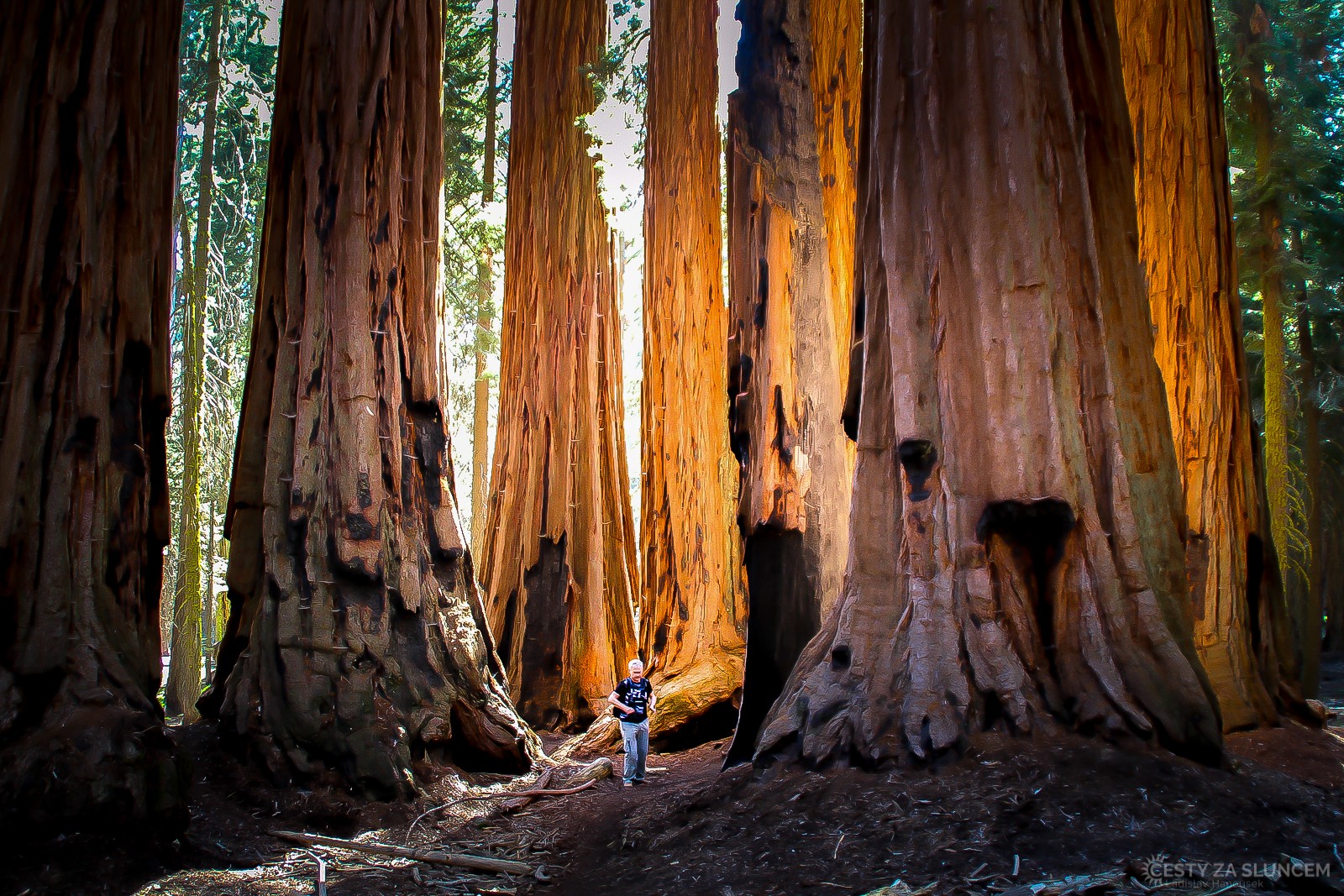 Některé sekvoje jsou až 80 metrů vysoké. - Ladislav Hanousek, Sequoia and Kings Canyon NP