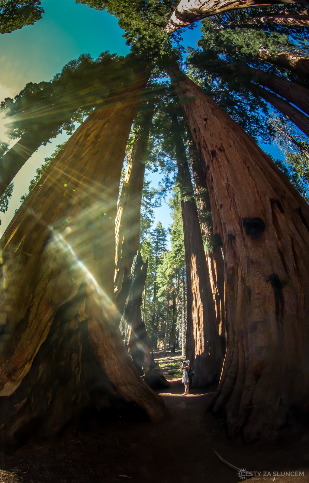 The Senat - Ladislav Hanousek, Sequoia and Kings Canyon NP