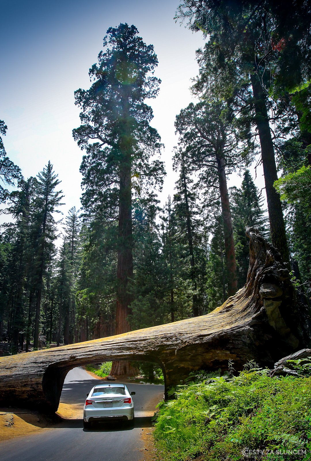 Téměř osmdesát let již vede silnice do Sequoia NP padlým kmenem. - Ladislav Hanousek, Sequoia and Kings Canyon NP