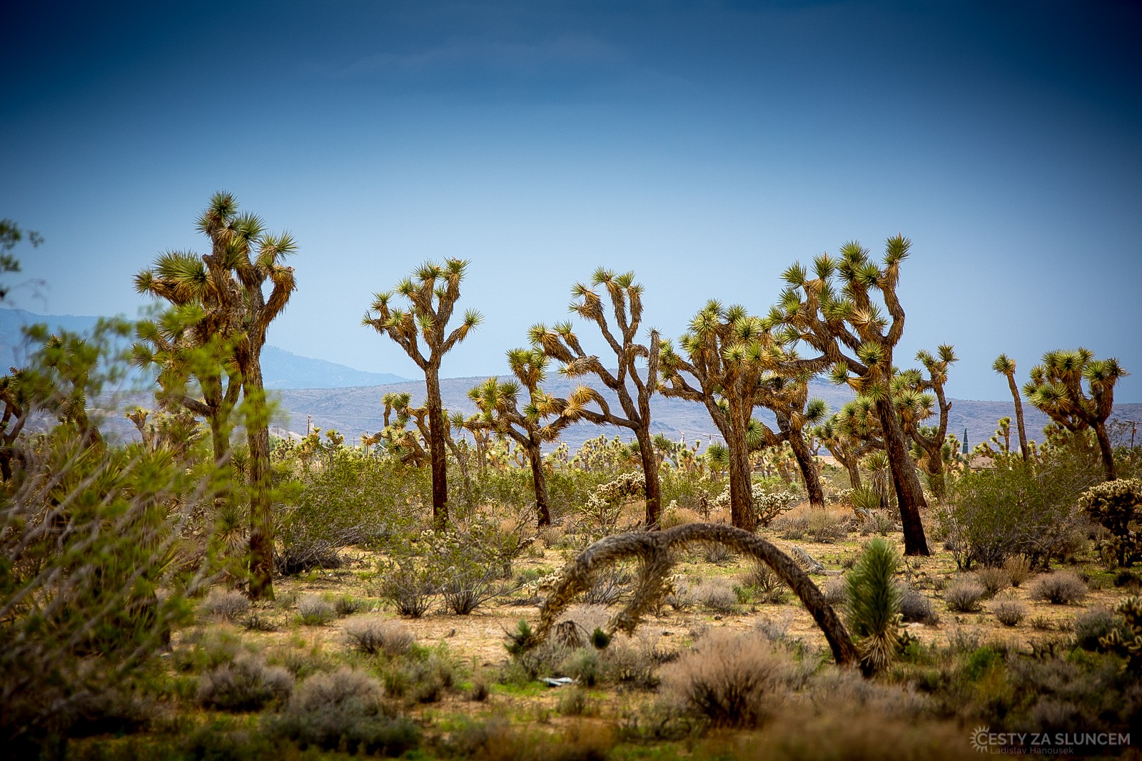 Juka krátkolistá je vlastně sukulent patřící do čeledi agávovitých. - Ladislav Hanousek, Joshua Tree NP