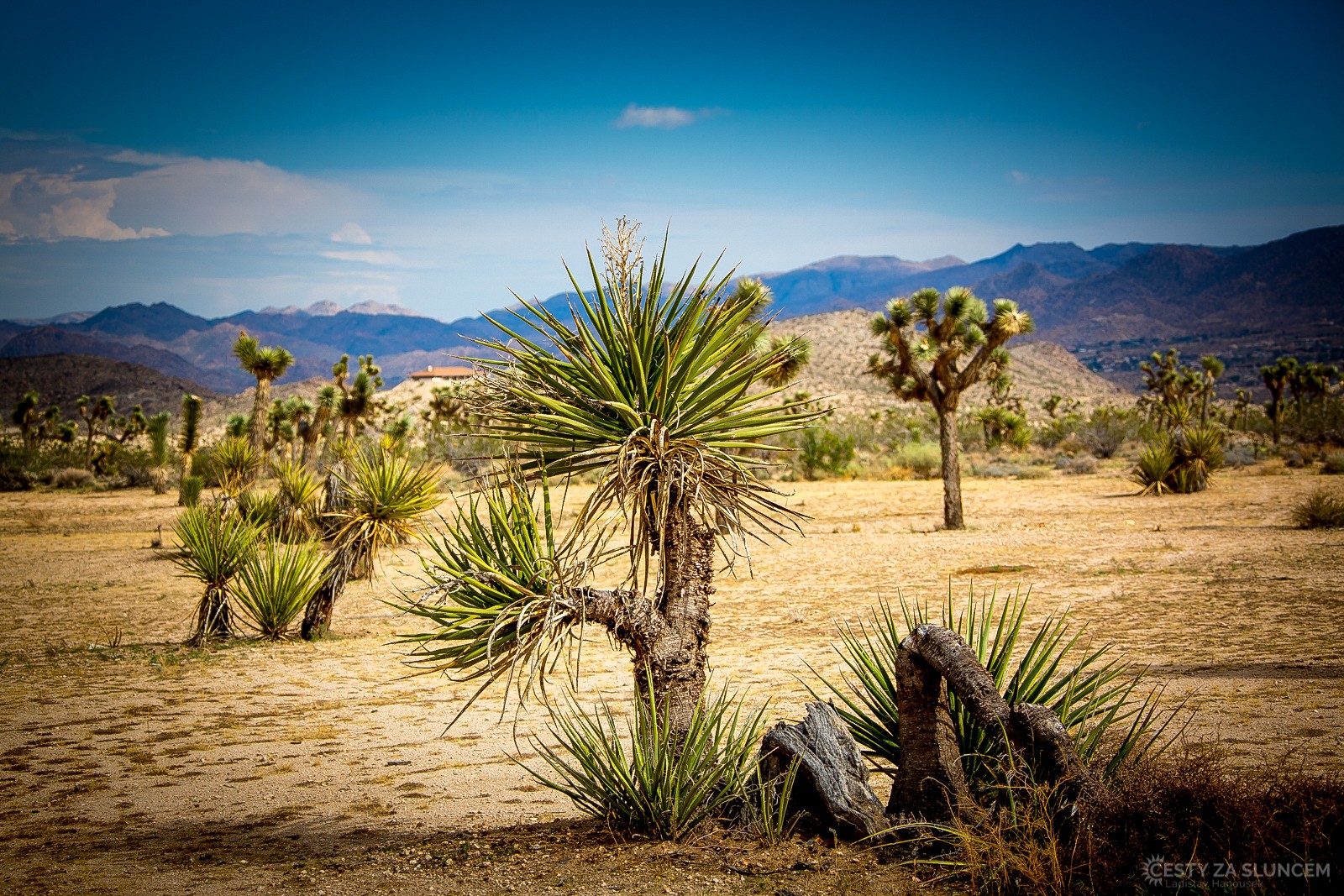 Procházky národním parkem poskytují mnoho krásných pohledů. - Ladislav Hanousek, Joshua Tree NP