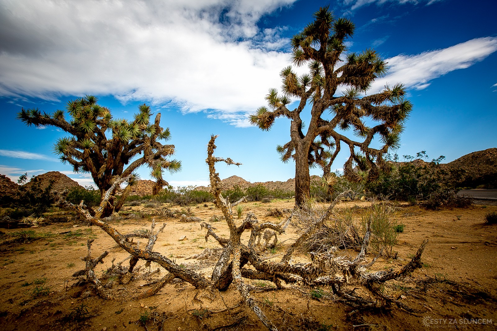 Horko a vůně specifických silic, to jsou základní vjemy z národního parku. Je to ale krásné místo - Ladislav Hanousek, Joshua Tree NP