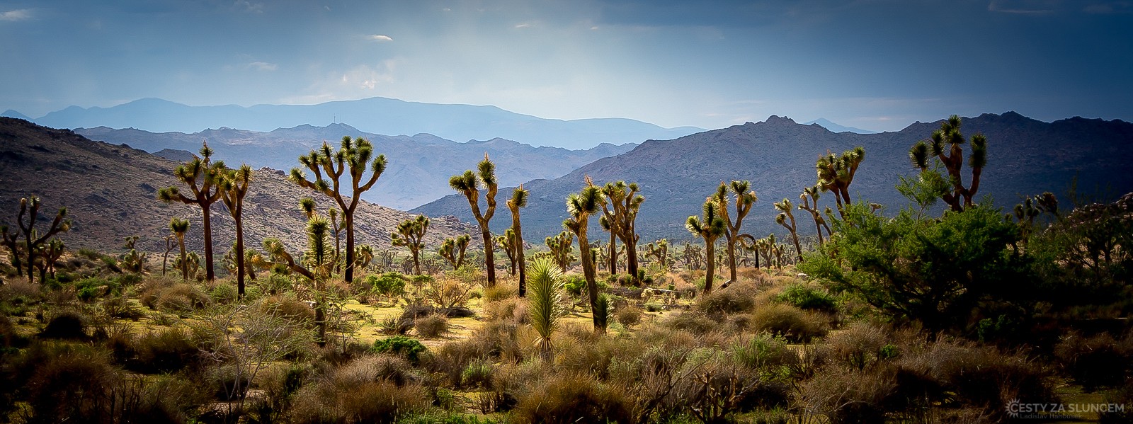 Národní park Joshua Tree se rozkládá v kopcích 200 km východně od Los Angeles - Ladislav Hanousek, Joshua Tree NP