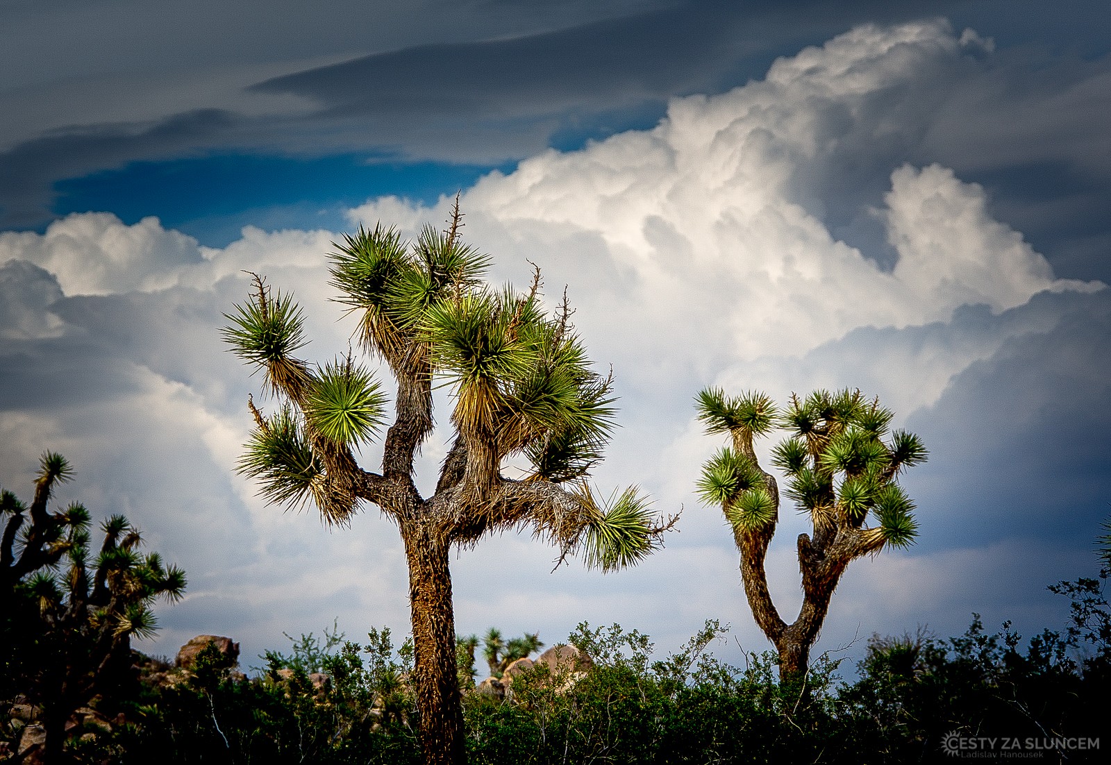 Ve kmenu juky nenajdeme letokruhy, kmen je tvořen tisíci drobnými vlákny - Ladislav Hanousek, Joshua Tree NP
