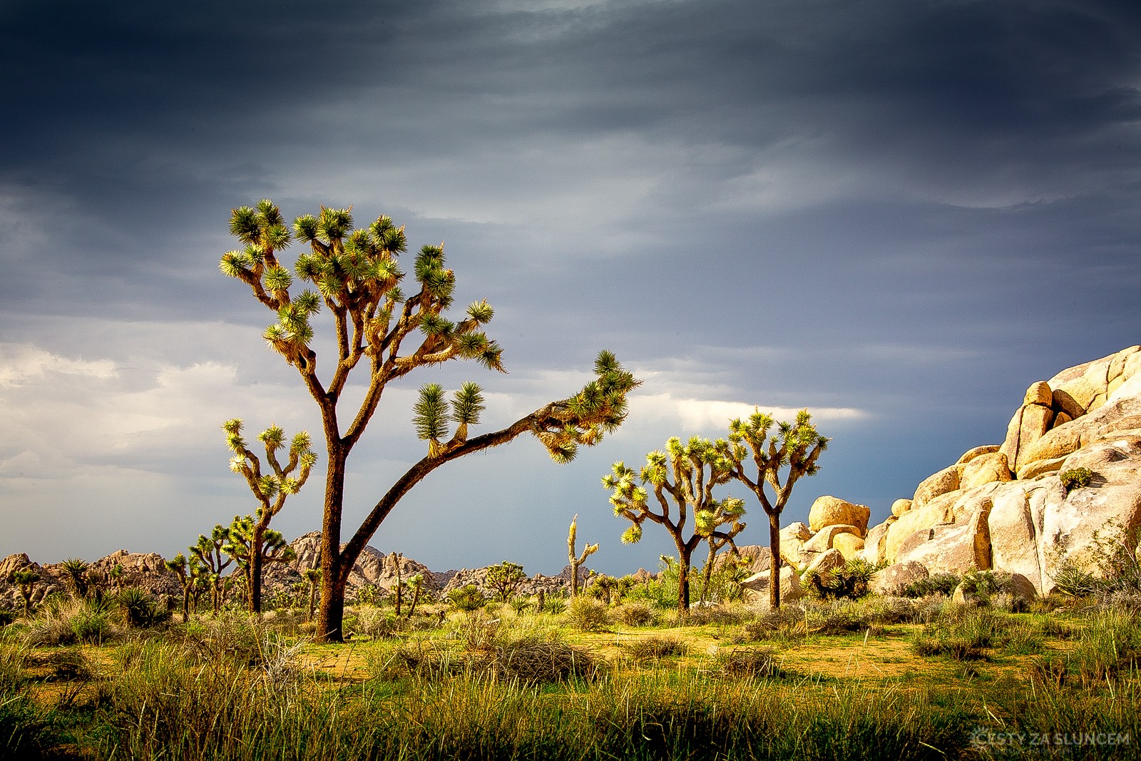 Skály jsou v Joshua NP rozlámané působením eroze do jednotlivých kamenů - Ladislav Hanousek, Joshua Tree NP