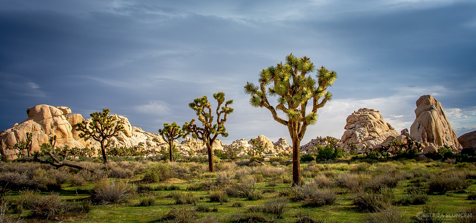 Název Jozueho strom dali přistěhovalci juce proto, že jim připomínala modlícího se  starozákonního proroka Jozuu. - Ladislav Hanousek, Joshua Tree NP