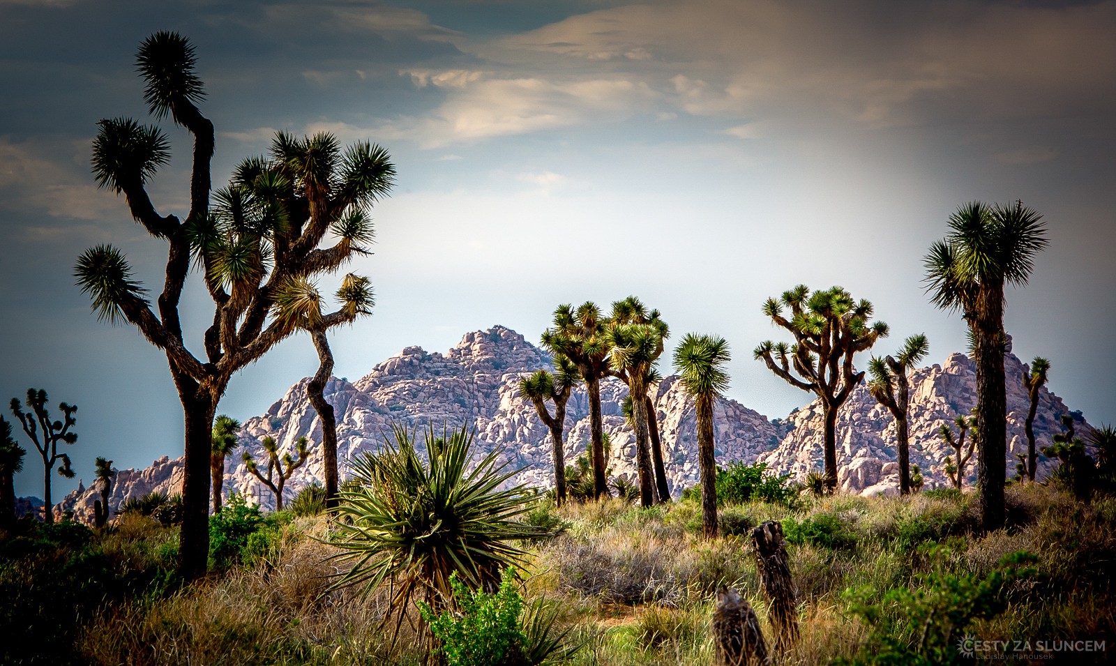 Pohled na Jozueho stromy je opravdu až biblický. - Ladislav Hanousek, Joshua Tree NP
