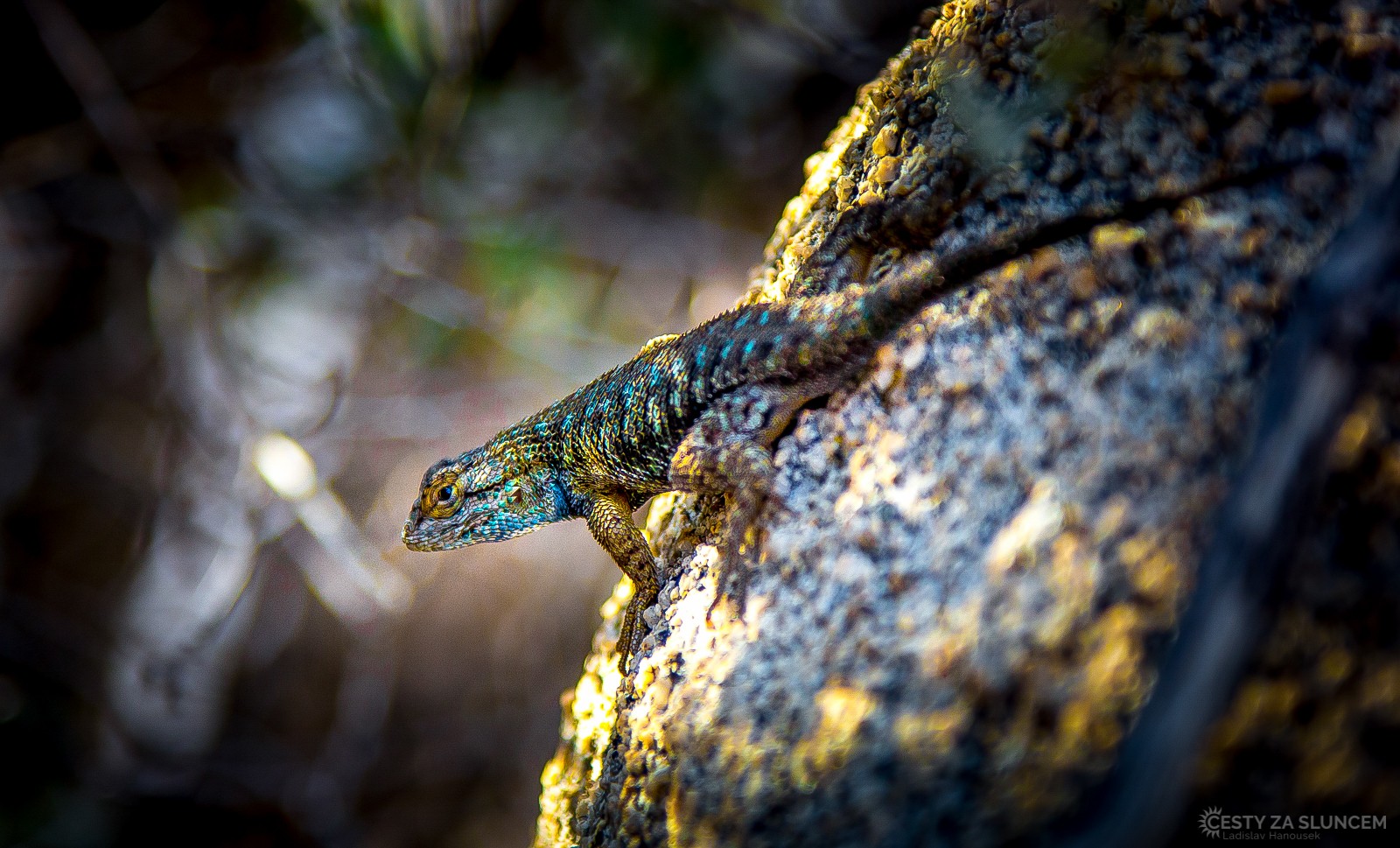V Joshua Tree NP žije několik druhů ještěrek. Většina z nich je šedohnědých, některé však hýří všemi barvami - Ladislav Hanousek, Joshua Tree NP