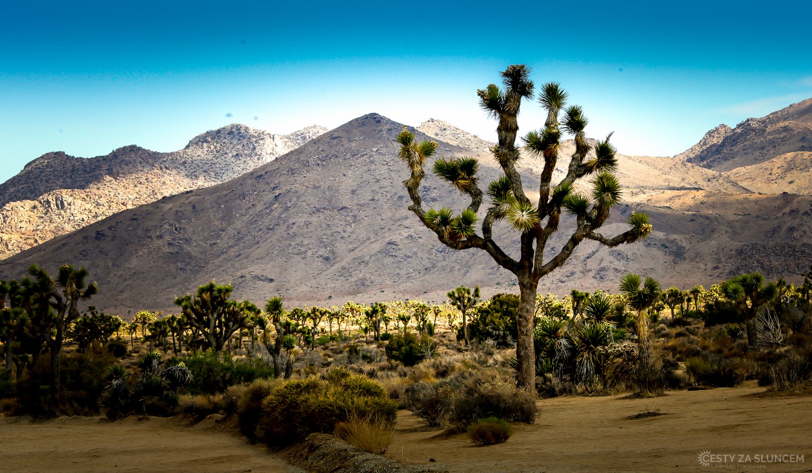 Své jméno dostal od tzv. Jozueho stromu - Juky krátkolisté. - Ladislav Hanousek, Joshua Tree NP