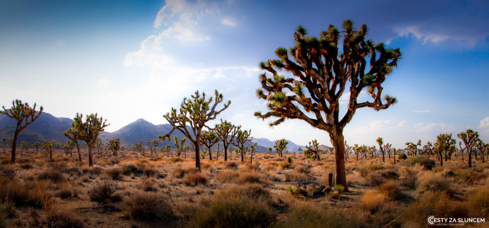 Pro Juku krátkolistou tu jsou mimořádně příznivé podmínky, nikde jinde v USA není tak rozšířena jako zde - Ladislav Hanousek, Joshua Tree NP