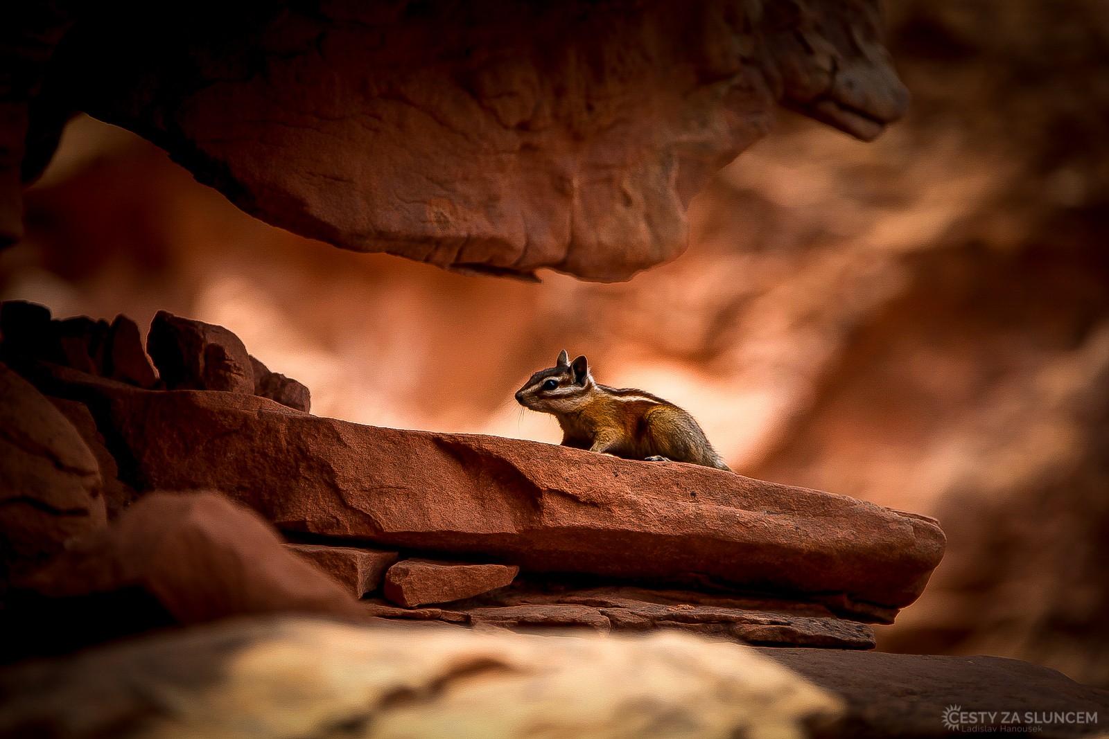 Malý čipmank ve skalní rozsedlině u Double O Arch - Ladislav Hanousek, Arches NP
