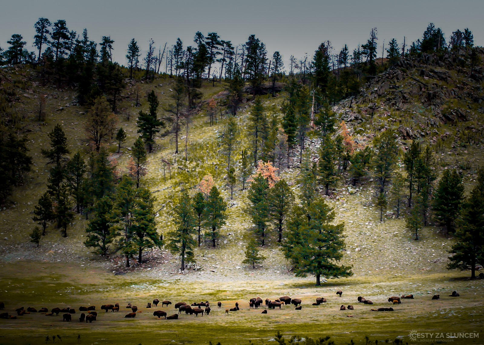 Bizoní samci jsou vysocí 170-190 cm a největší z nich váží až 1500 kg - Ladislav Hanousek, Custer NP