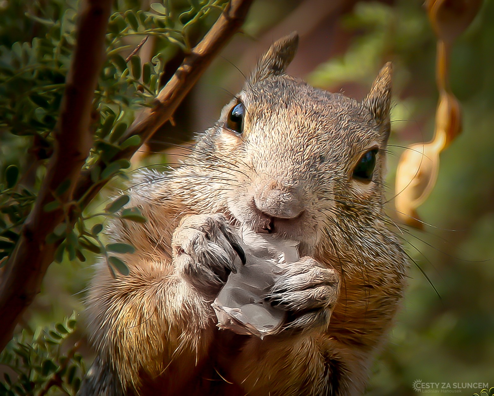 Veverek kaibabských žije i na dně kaňonu hodně. Mají tu teplo, vodu a občas vyloudí i něco jídla na turistech - Ladislav Hanousek, Grand Canyon NP - Cesta k řece Colorado