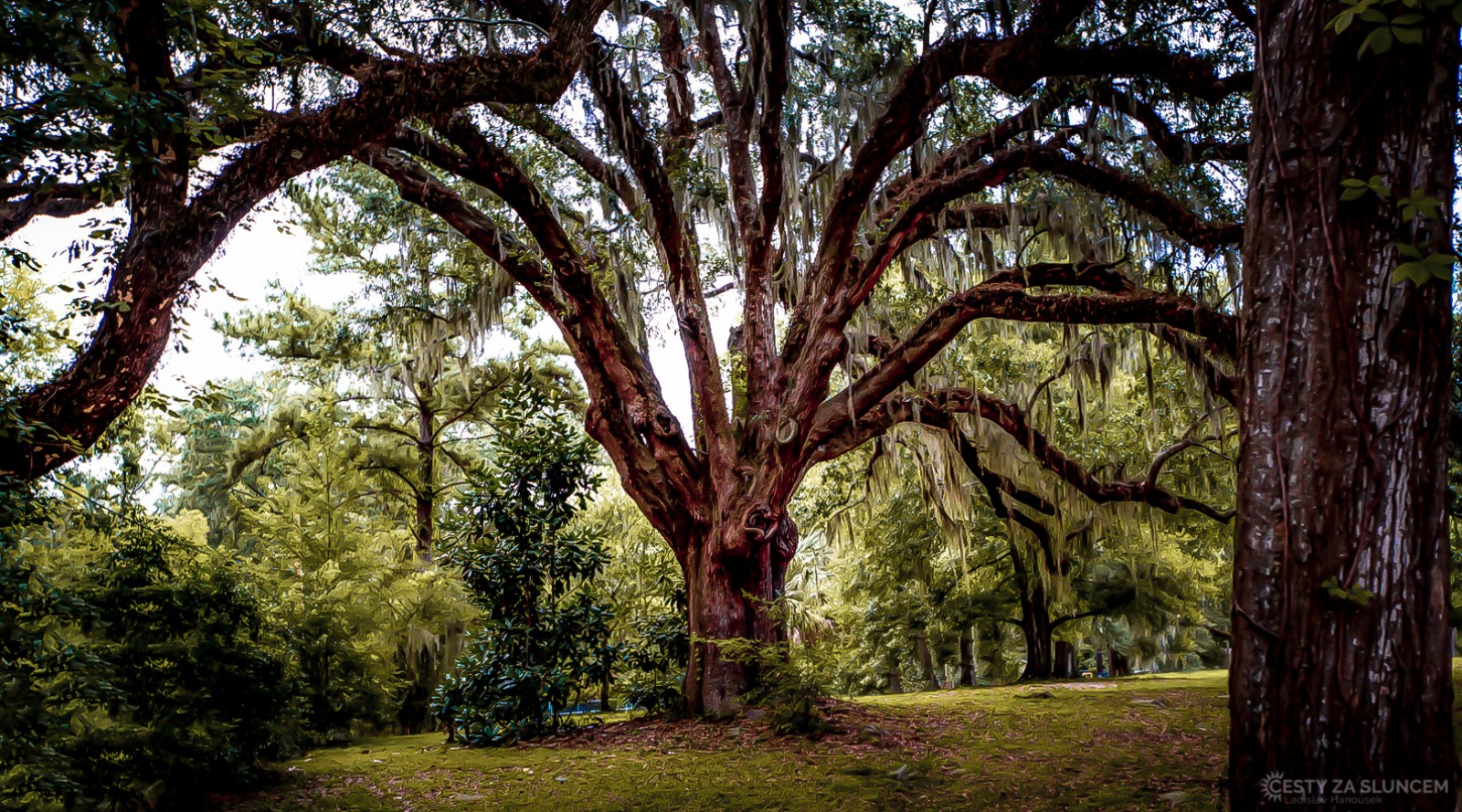Stromy v parcích hlavního města Tallahassee jsou plné španělského mechu - Tillandsia usneoides. - Ladislav Hanousek, Florida