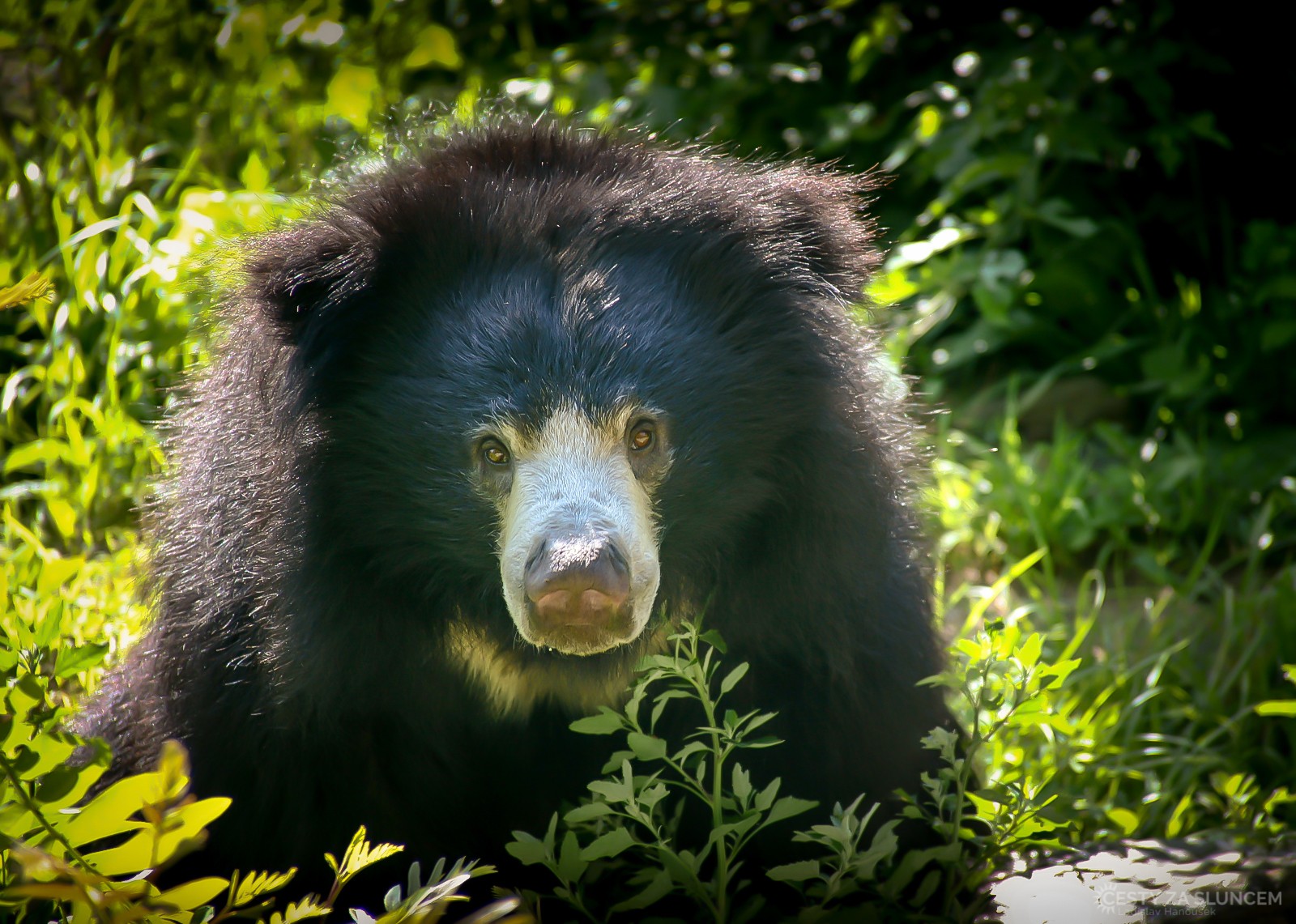 ZOO ve Philadelphii: Medvěd Baribal - Ladislav Hanousek, Maryland