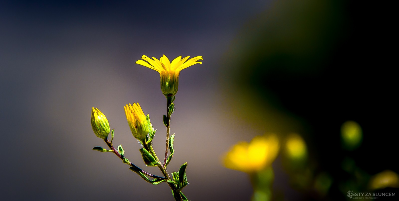 Pokud zvolíme místo cesty shuttlebusem procházku, můžeme přírodu pozorovat z větší blízkosti - Ladislav Hanousek, Grand Canyon NP - South Rim