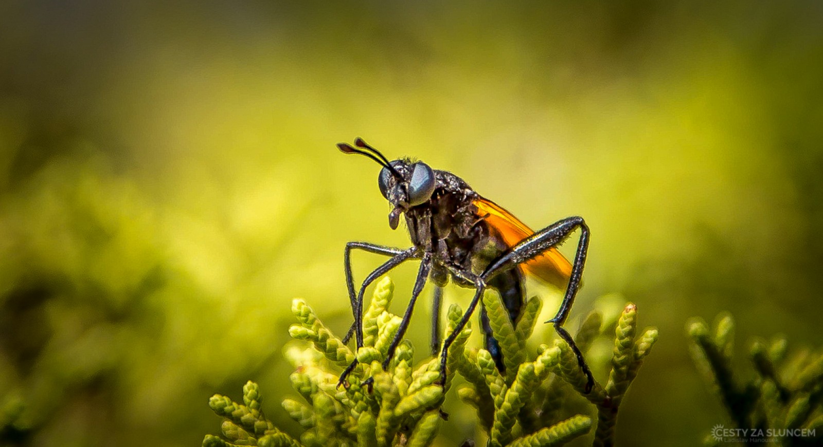 Národní park Natural Bridges - Ladislav Hanousek, Canyonland NP