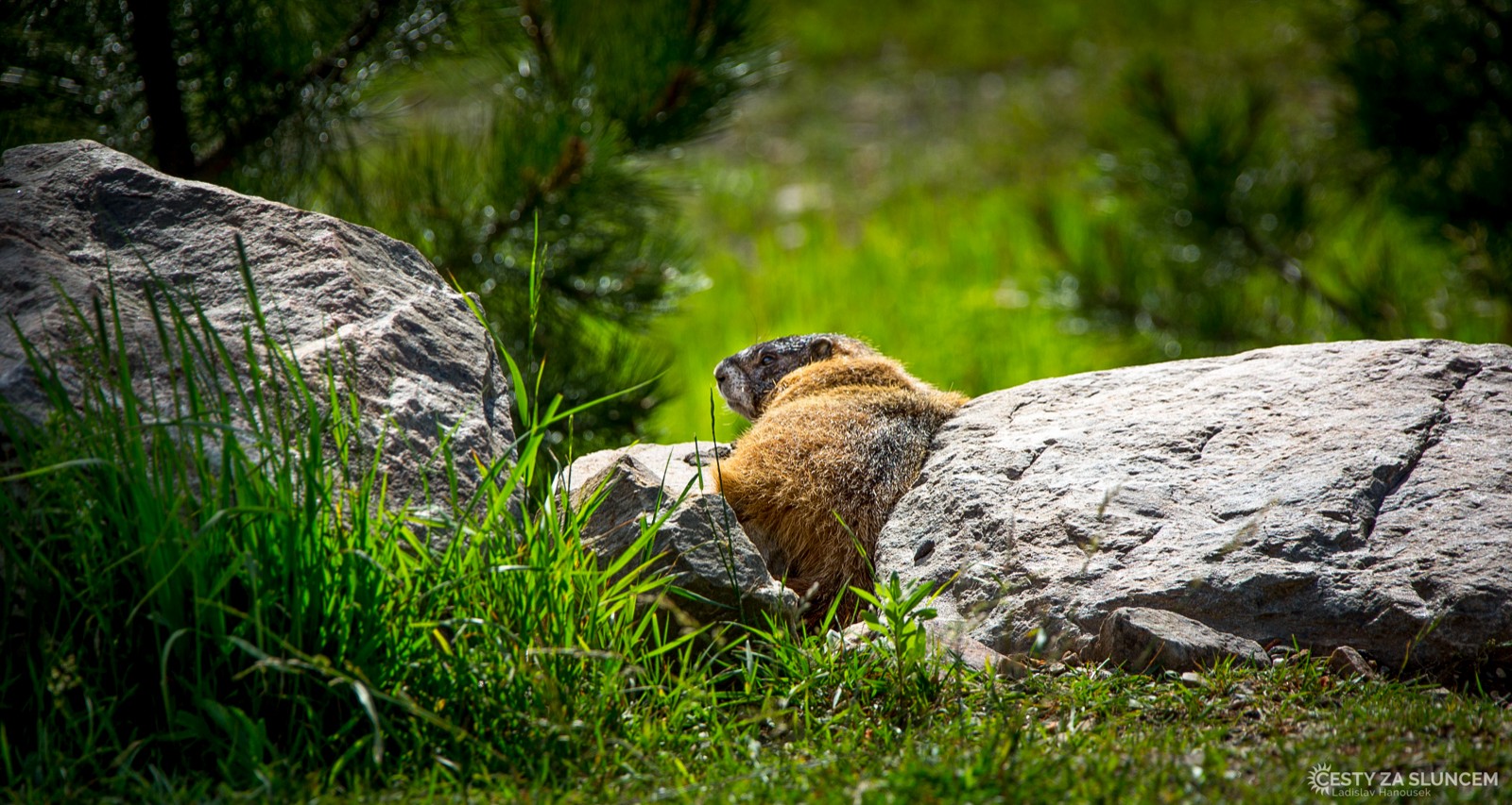 Sviśťů žlutobřichých je tu sice méně, ale určitě je nepřehlédneme - Ladislav Hanousek, Wind Cave NP