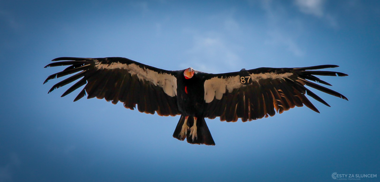 Američané mají své kondory v NP Grand Canyon očíslované pro vědecké zkoumání. To není žert, to je skutečnost (-: - Ladislav Hanousek, Grand Canyon NP - South Rim