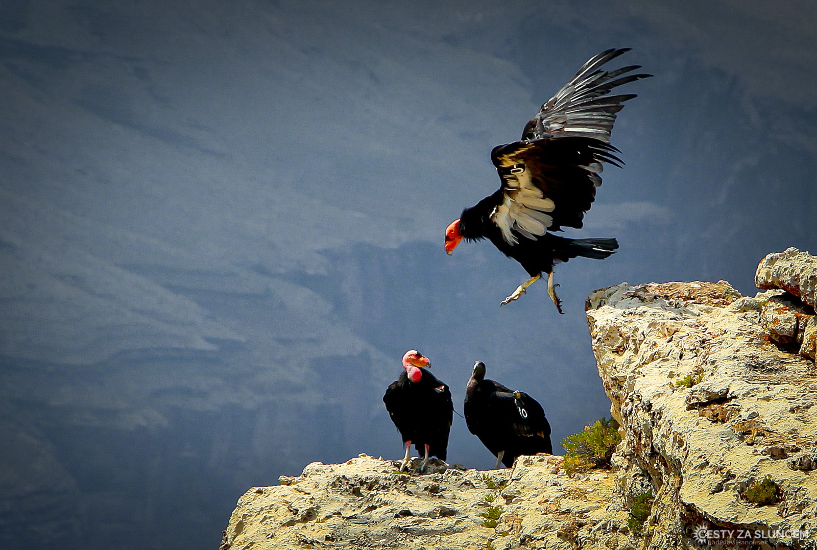 Kondoři kalifornští hnízdí v červenci v okolí Maricopa point, nedaleko od Grand Canyon Village - Ladislav Hanousek, Grand Canyon NP - South Rim