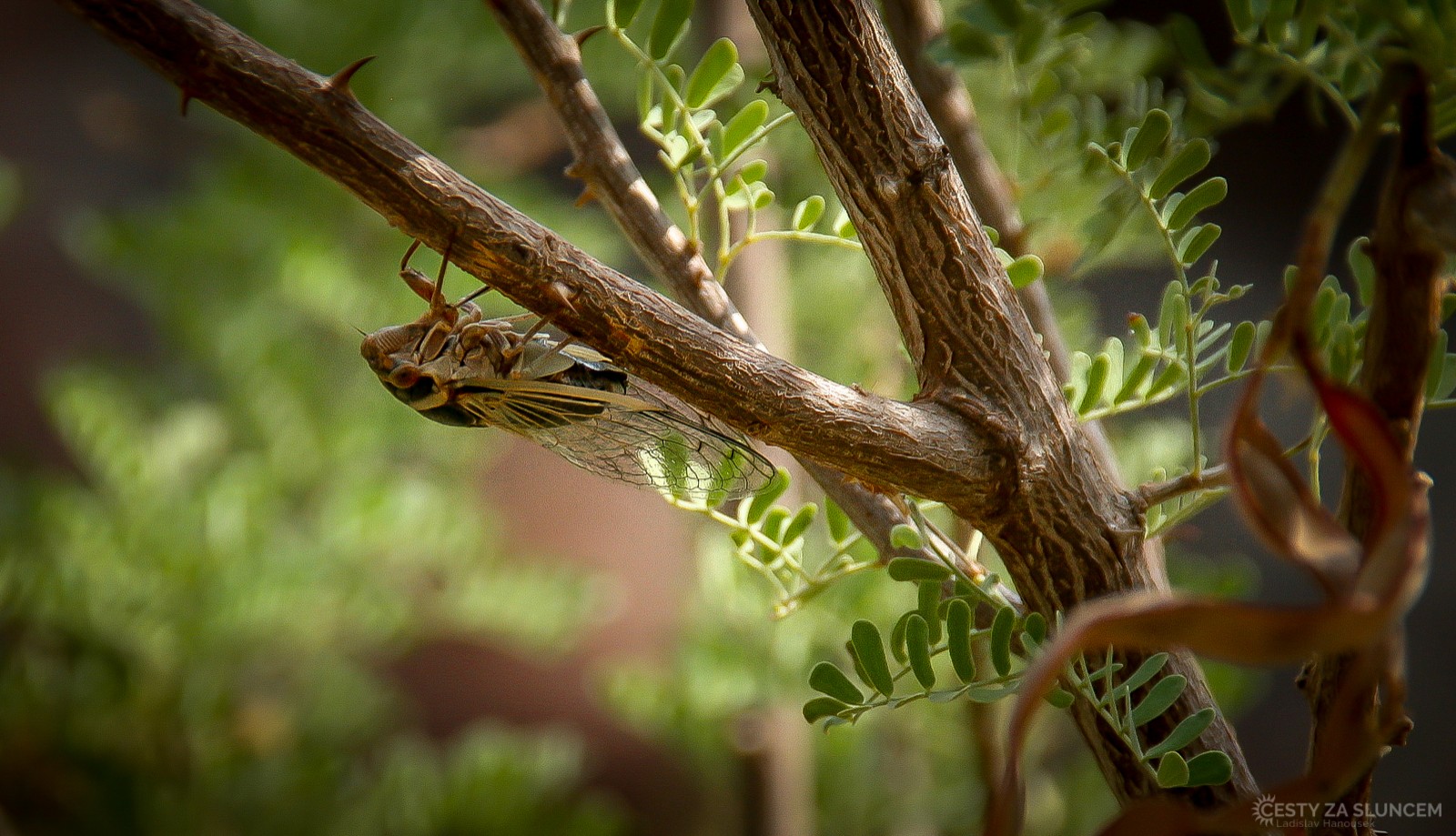 Nezapomenutelnou zvukovou kulisou okolí řeky Colorado je intenzívní, specifický zpěv Cikád severoamerických - Ladislav Hanousek, Grand Canyon NP - Cesta k řece Colorado