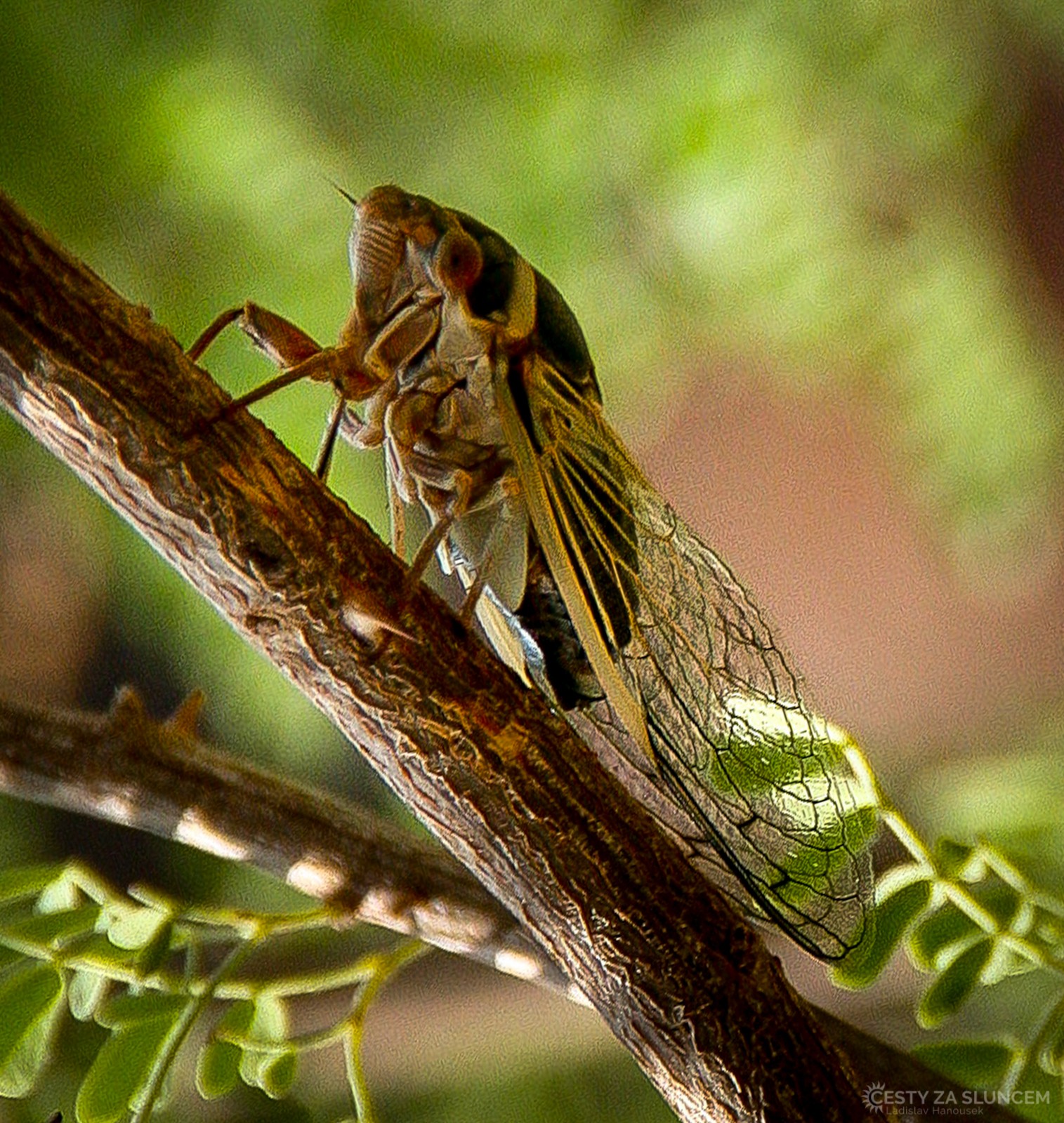 Zpěv cikád dosahuje intenzity až 120 decibelů. Atmosféra horka a zvuků cikád nám zůstává v paměti po mnoho let. - Ladislav Hanousek, Grand Canyon NP - Cesta k řece Colorado