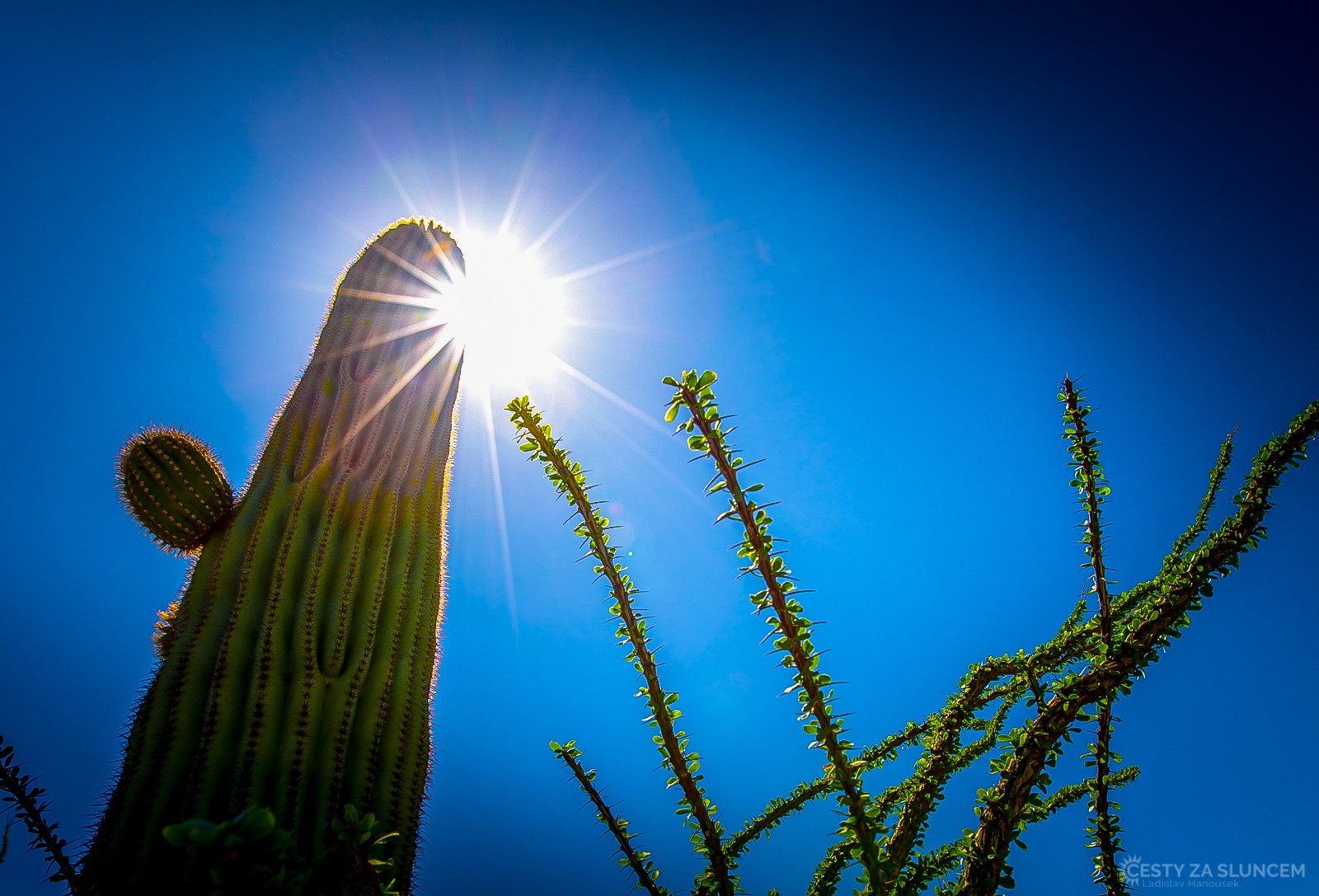 Saguaro National Park - Ladislav Hanousek, Ostatní z Arizony