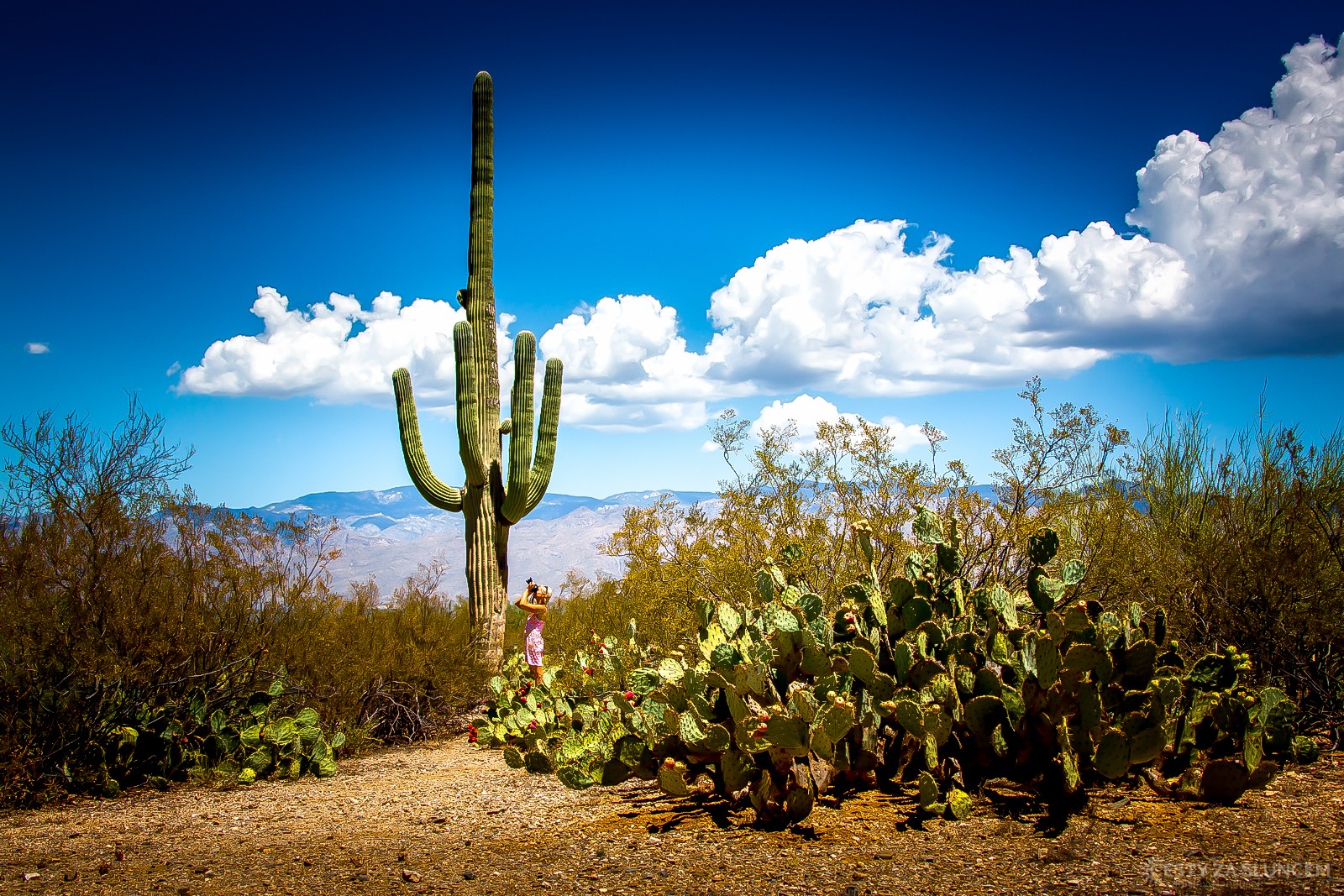 Saguaro National Park - Ladislav Hanousek, Ostatní z Arizony