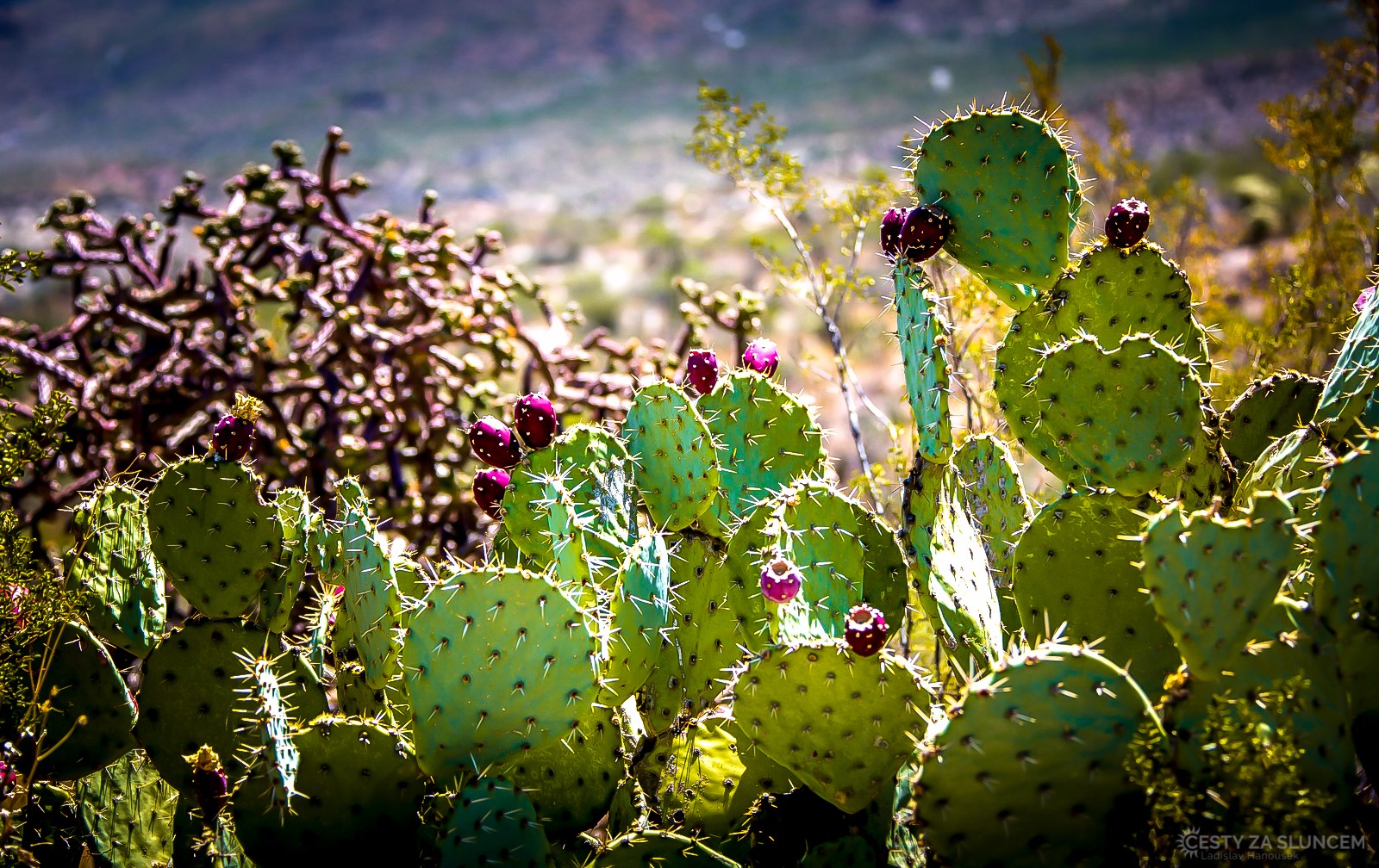 Saguaro National Park - Ladislav Hanousek, Ostatní z Arizony