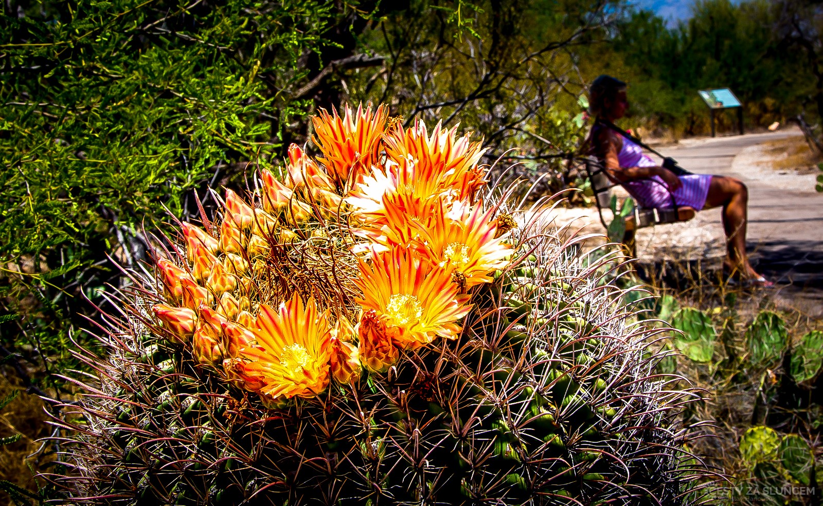 Saguaro National Park - Ladislav Hanousek, Ostatní z Arizony