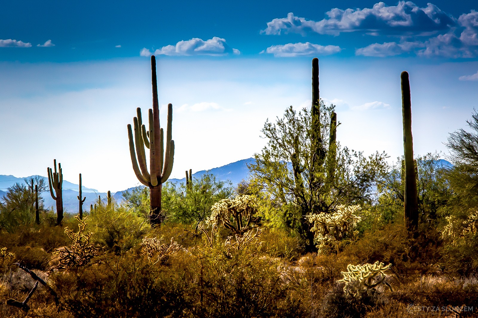Saguaro National Park - Ladislav Hanousek, Ostatní z Arizony