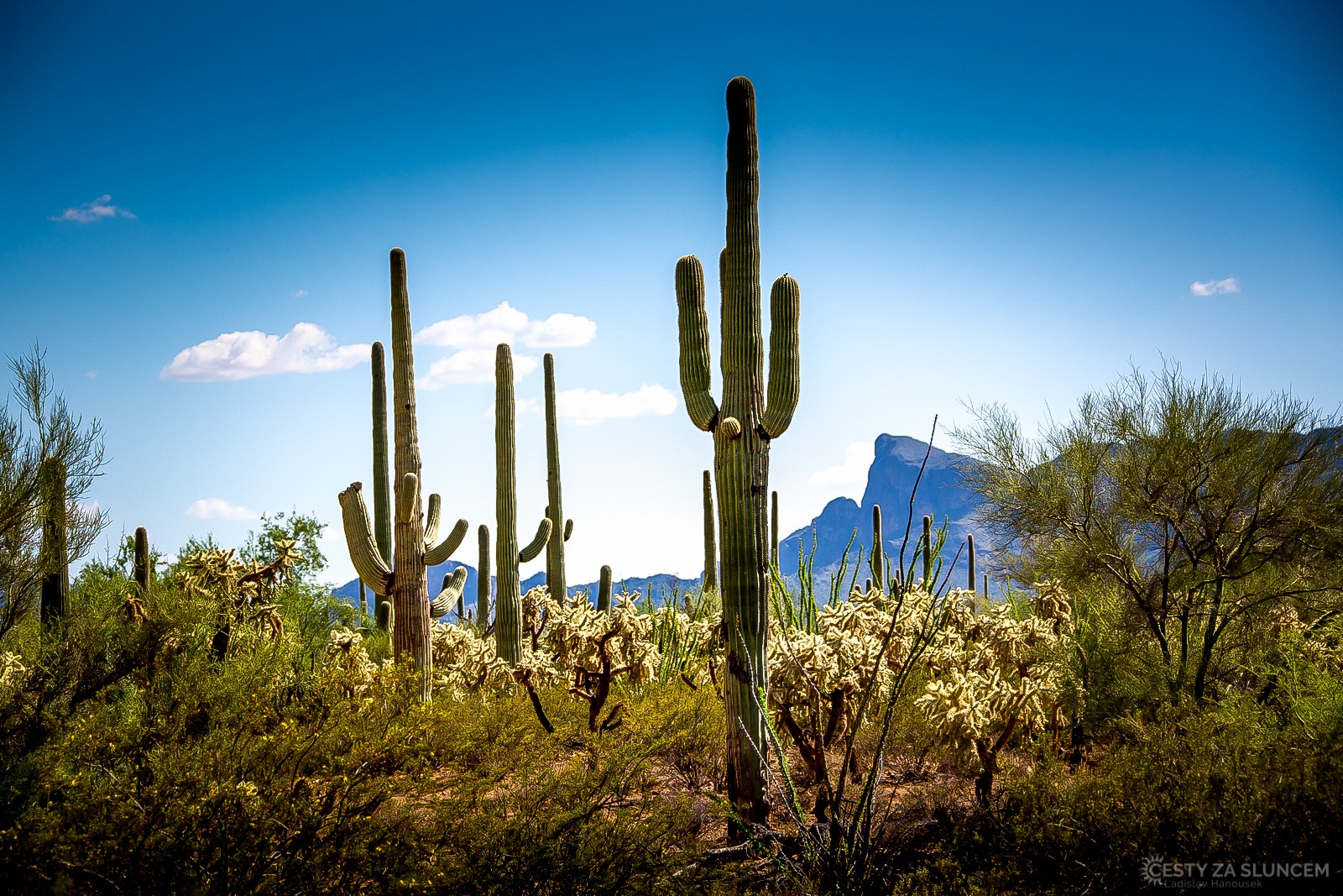 Saguaro National Park - Ladislav Hanousek, Ostatní z Arizony