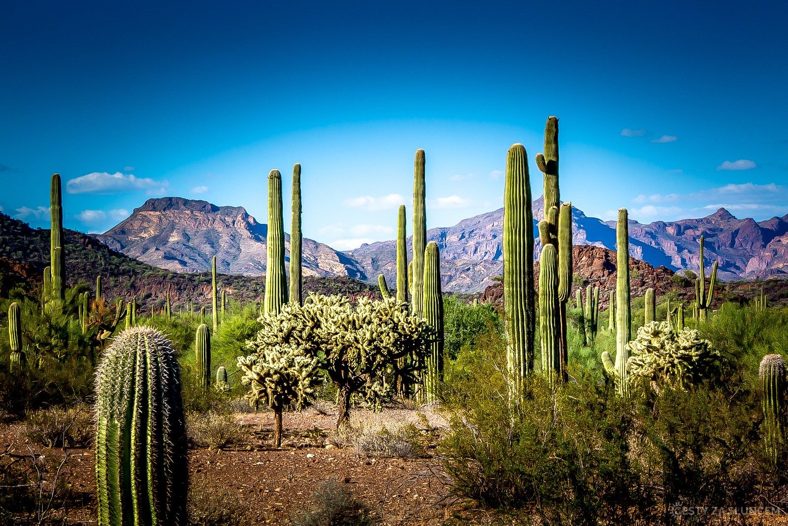 Saguaro National Park - Ladislav Hanousek, Ostatní z Arizony