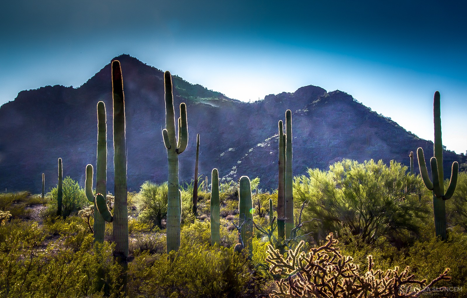 Saguaro National Park - Ladislav Hanousek, Ostatní z Arizony