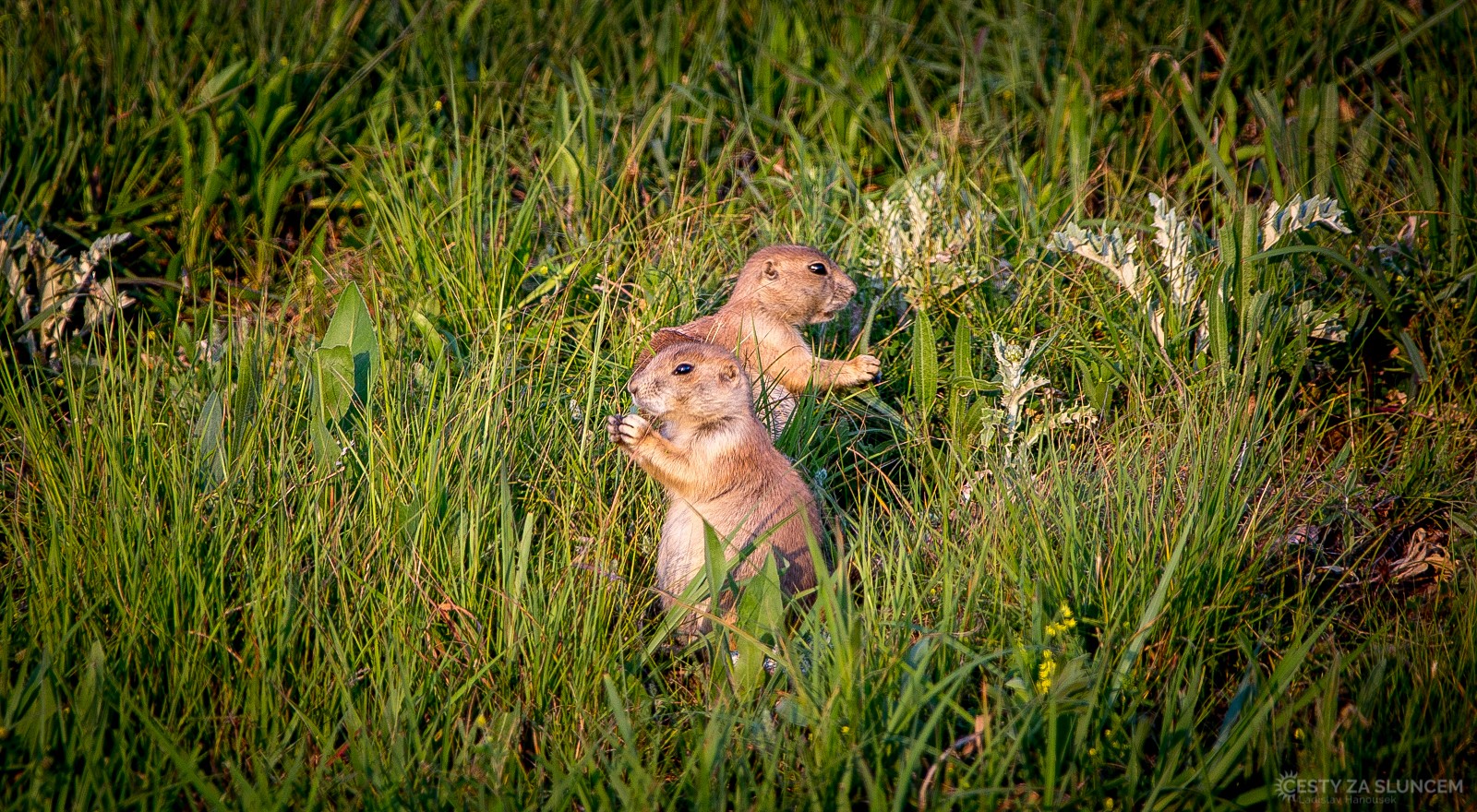 Typickými obyvateli okolí Devils Tower jsou psouni prérioví - Ladislav Hanousek, Devils Tower