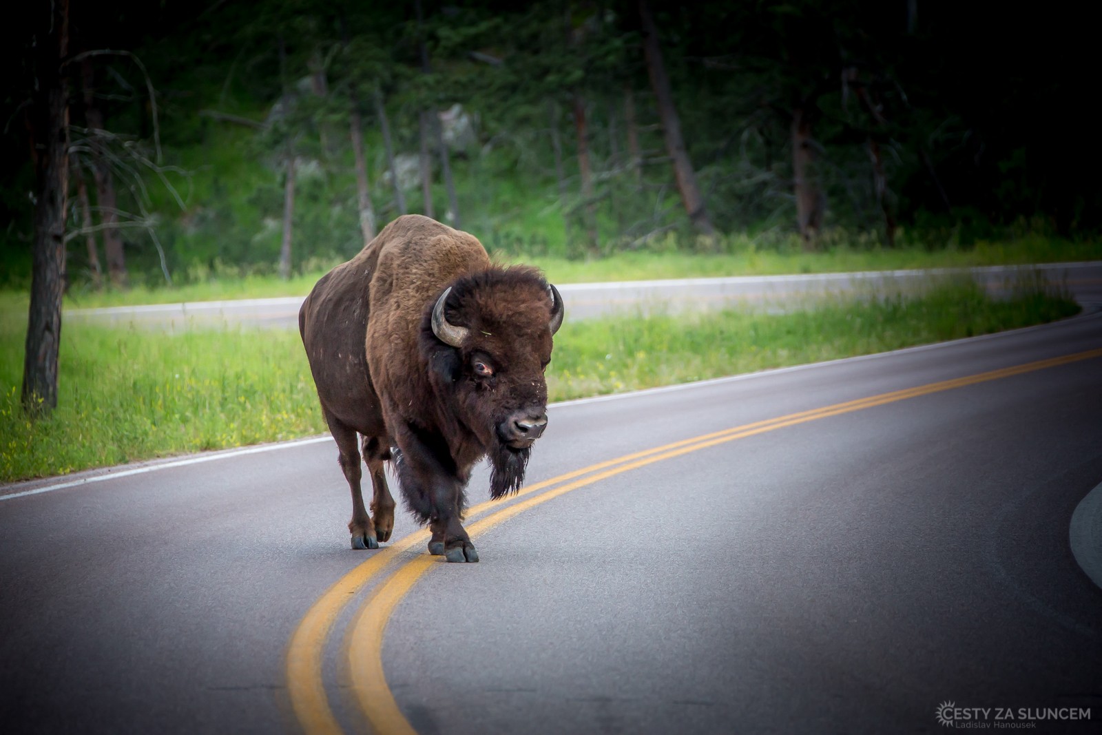Bizoni se objevují zřídka, ale přesto s nimi musíme počítat.. - Ladislav Hanousek, Wind Cave NP