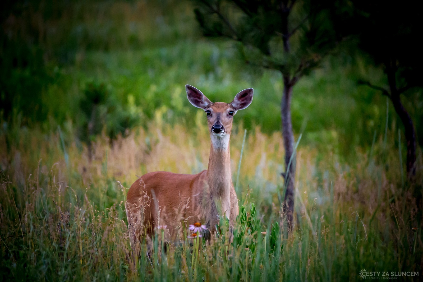 Národním parkem prochází vyhlídková silnice Wildlife Loop, na loukách kolem ní se pasou antilopy, jeleni či ovce tlustorohé - Ladislav Hanousek, Custer NP