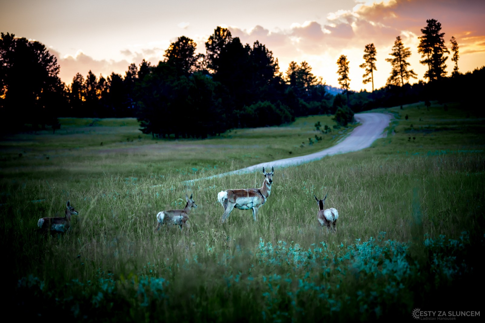 Před západem slunce, tak jako v jiných národních parcích ve světě, zvěře kolem silnic přibývá - Ladislav Hanousek, Custer NP