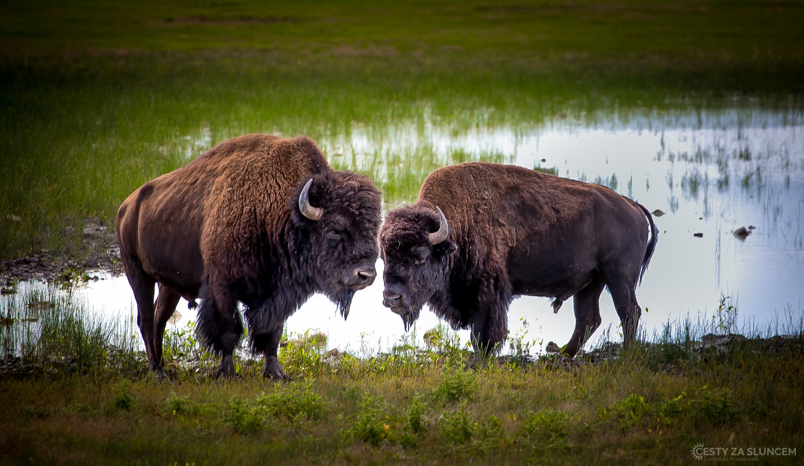 V přírodě se bizoni dožívají věku 15 - 20 let - Ladislav Hanousek, Custer NP