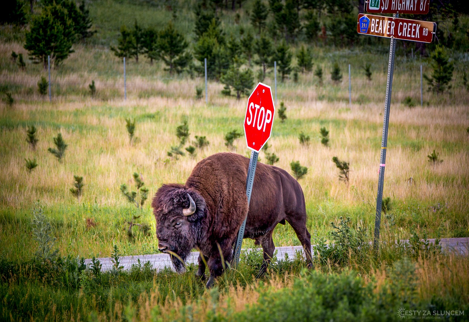 Sloupek dopravní značky STOP na odbočce Highway 87 na Beaver Creek Rd. slouží bizonům k dobrému poškrábání - Ladislav Hanousek, Custer NP