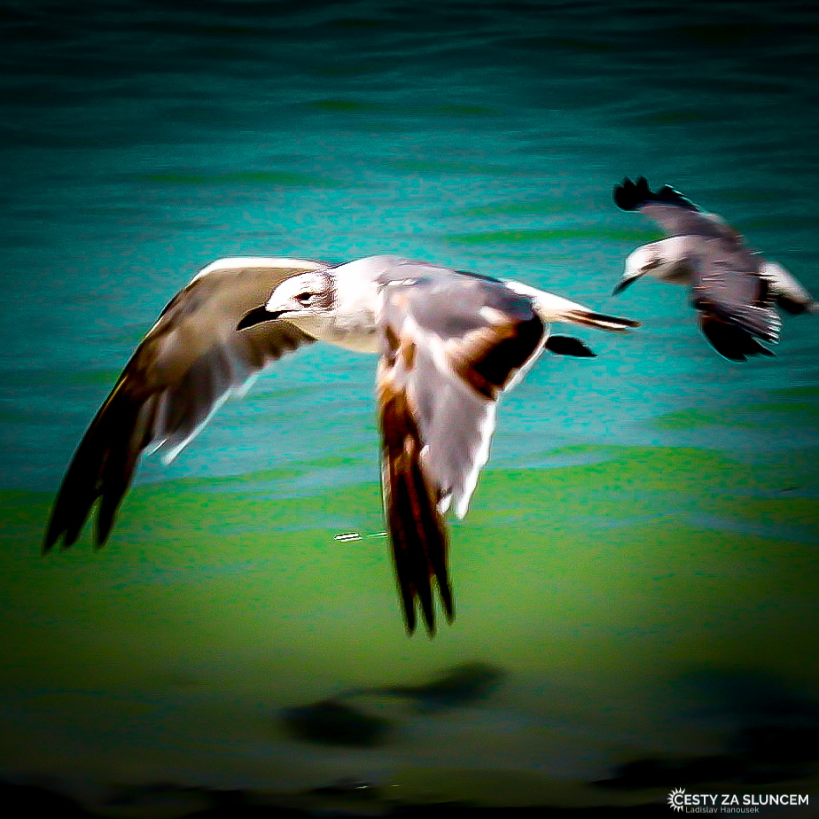 Rybáci a rackové na východním pobřeží Floridy. - Ladislav Hanousek, Florida