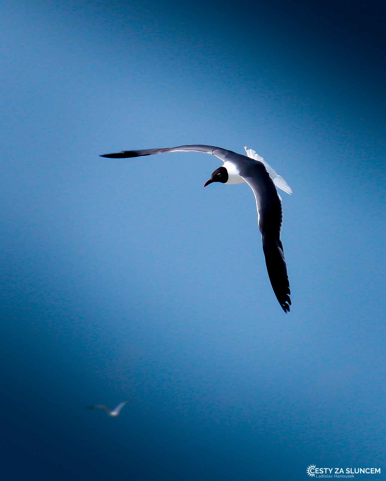 Teplo, krásné pláže, vůně květin... a mořští ptáci, to jsou vjemy, které v nás zůstávají po návštěvě Floridy dlouho. - Ladislav Hanousek, Florida
