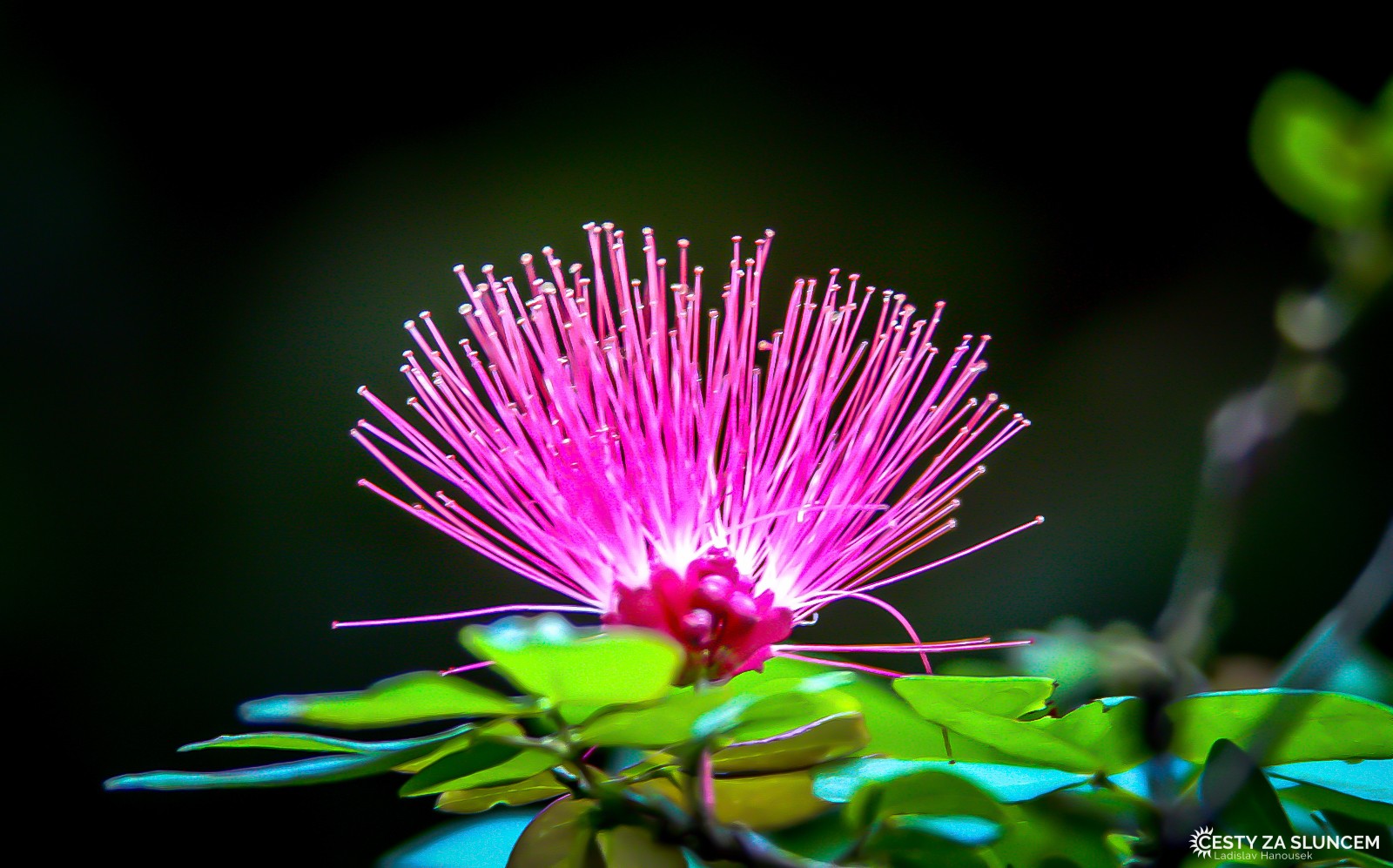 Květiny, stromy, ptáci.. To je ta pravá Florida. - Ladislav Hanousek, Florida