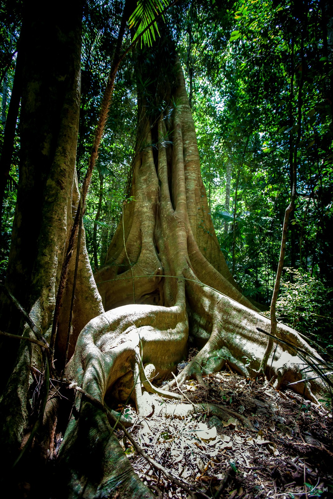 Obří fíkovníky u města Cairns - Ladislav Hanousek, Východní Austrálie
