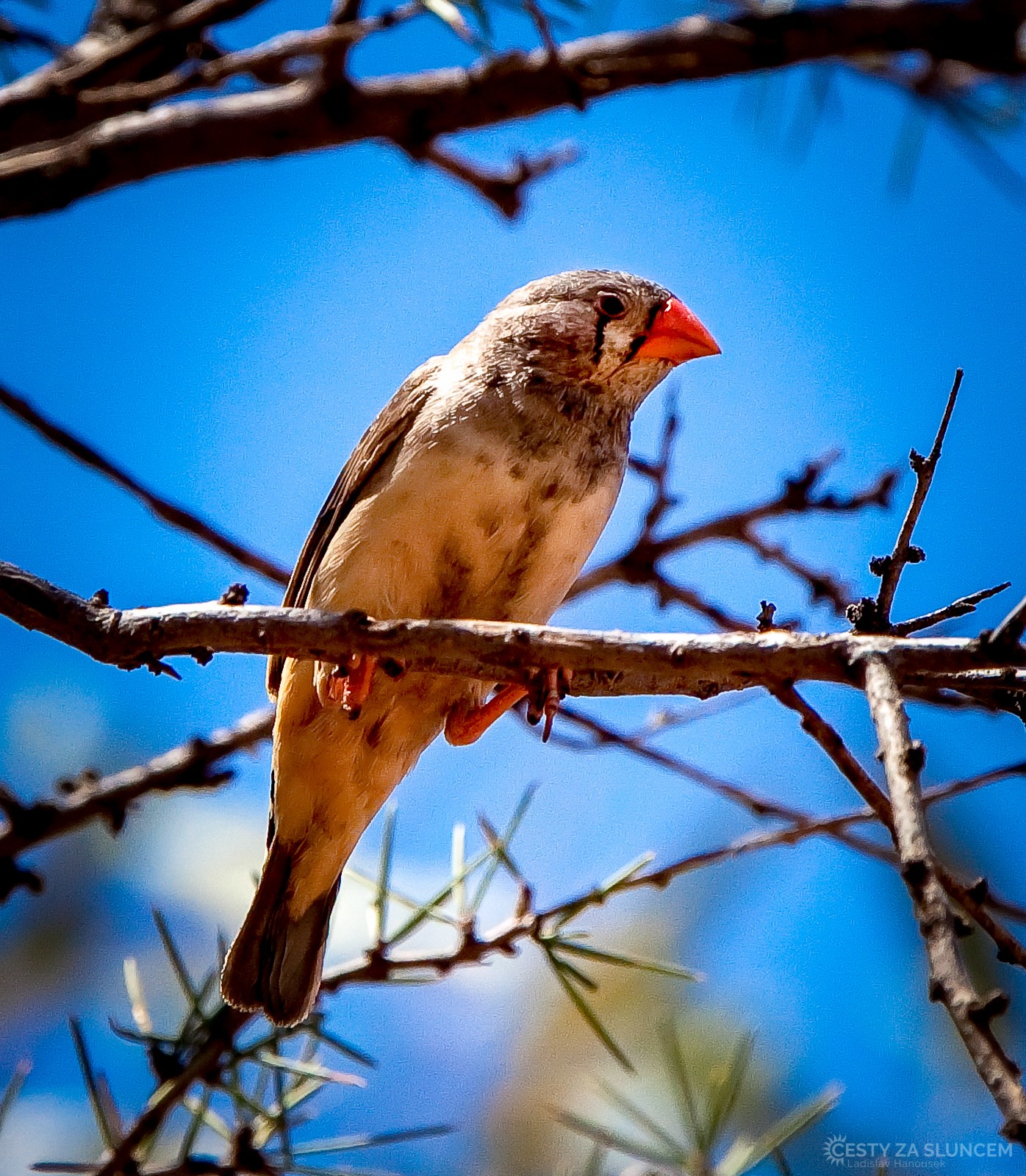 MacDonnell Ranges - Ladislav Hanousek, Střední Austrálie