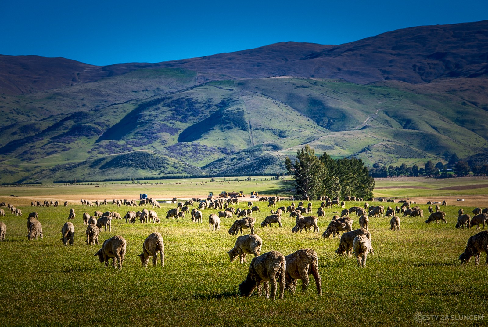Typický obrázek pro severní ostrov: Ovce.. a znovu ovce. - Ladislav Hanousek, Nový Zéland - Severní ostrov