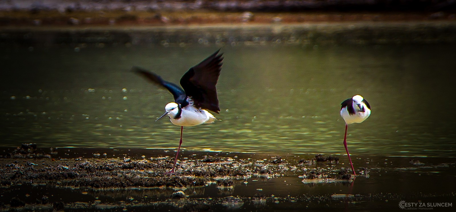 Kaimanawa Forest Park - Ladislav Hanousek, Nový Zéland - Severní ostrov